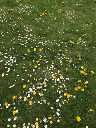 No Mow May - Buttercups and daisies
